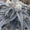 organic cannabis seeds online